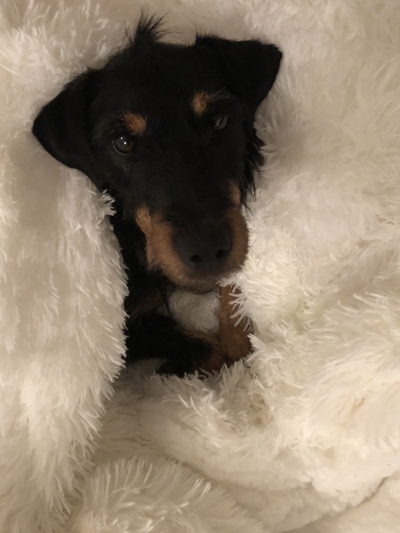 Loki
