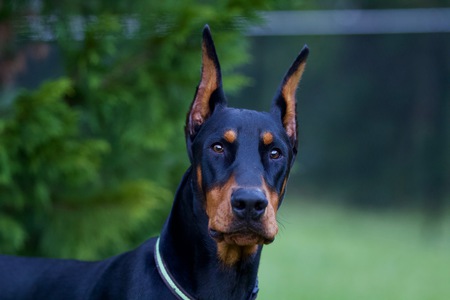 Bronson