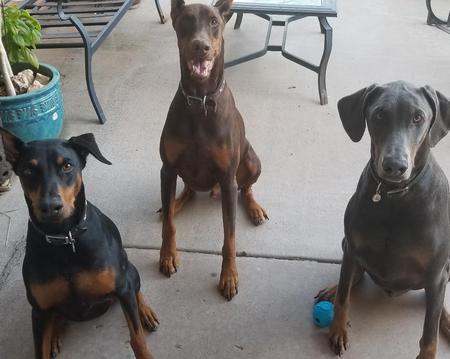 Zoey, & Bentley & Zeus