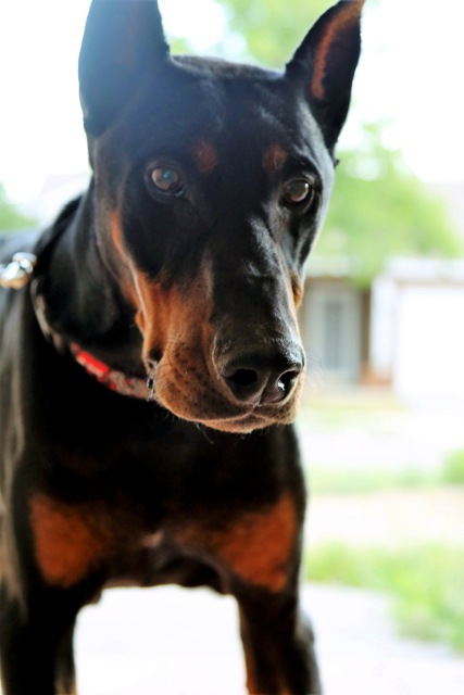 Fritz