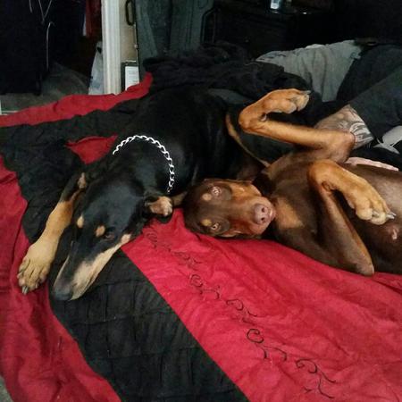 Kilo (black)    Nika (brown) 