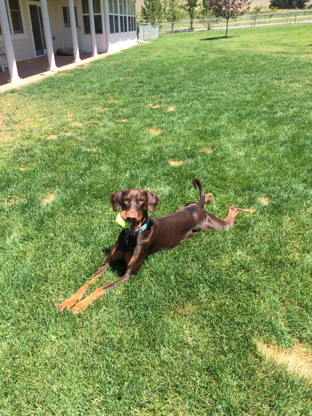 Louie
