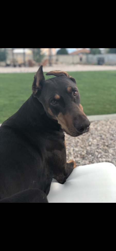 Duke