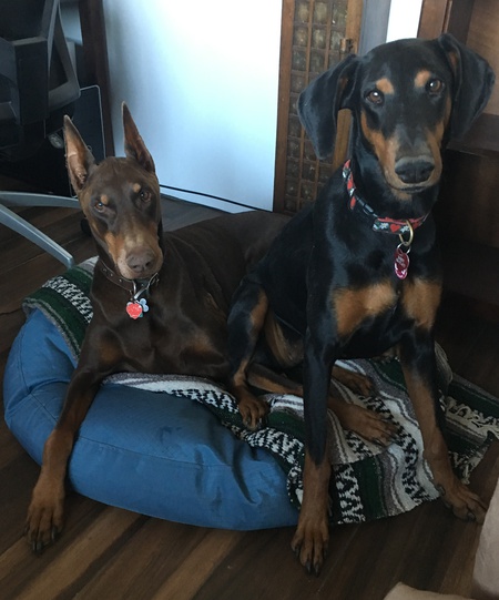 Mandy (blk) Bailey (red)