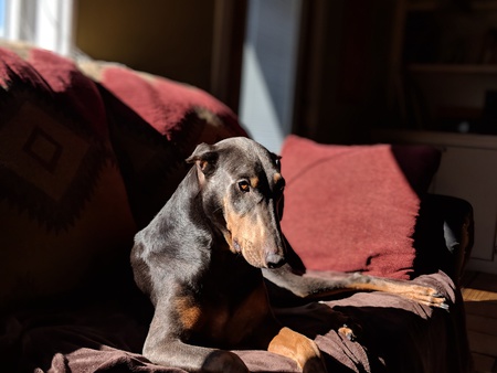 Violet