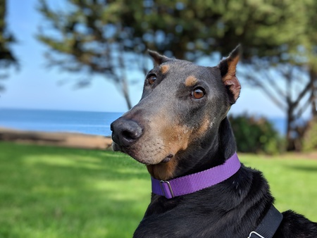 Violet