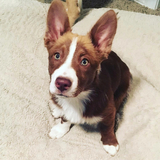 Entry image for Charlie