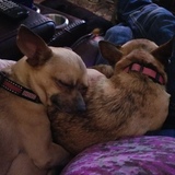 Entry image for Gracie and Chupacabra 