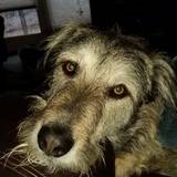 Entry image for Murphy