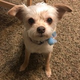 Entry image for Izzy