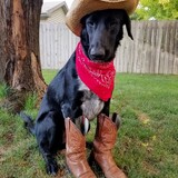 Entry image for Cowboy