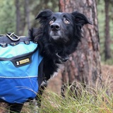 Entry image for Piper