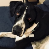 Entry image for Buddy