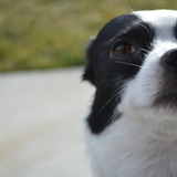 Entry image for Rosco