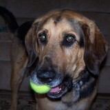Entry image for Buddy
