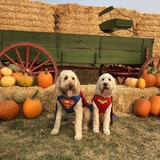 Entry image for Cooper & Stella 