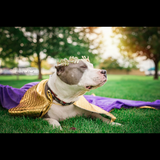 Entry image for Prince