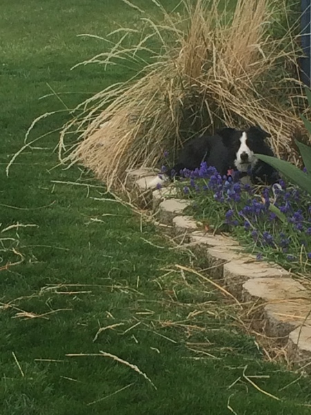 Entry image for Sadie. Clicking this image will show a larger photo