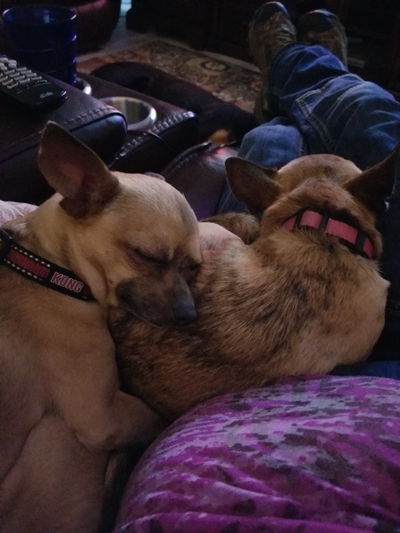 Entry image for Gracie and Chupacabra . Clicking this image will show a larger photo