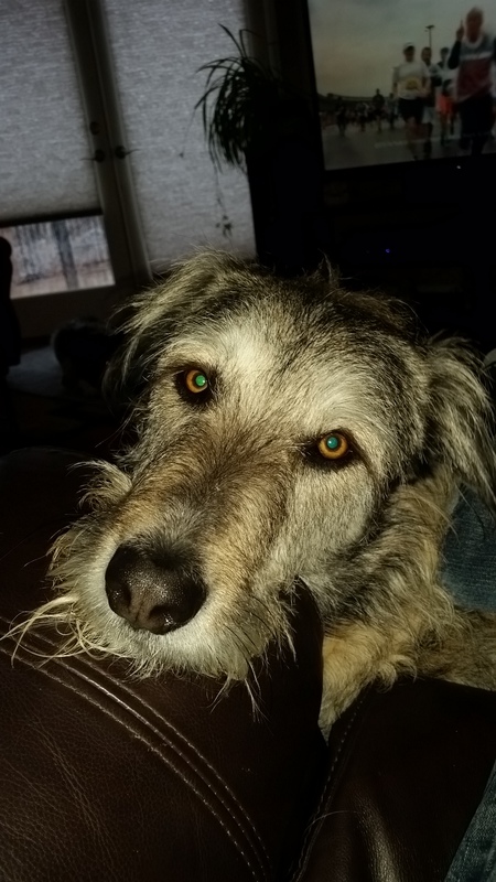 Entry image for Murphy. Clicking this image will show a larger photo