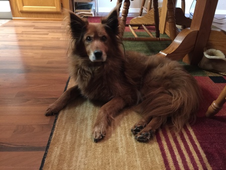 Entry image for Sadie. Clicking this image will show a larger photo