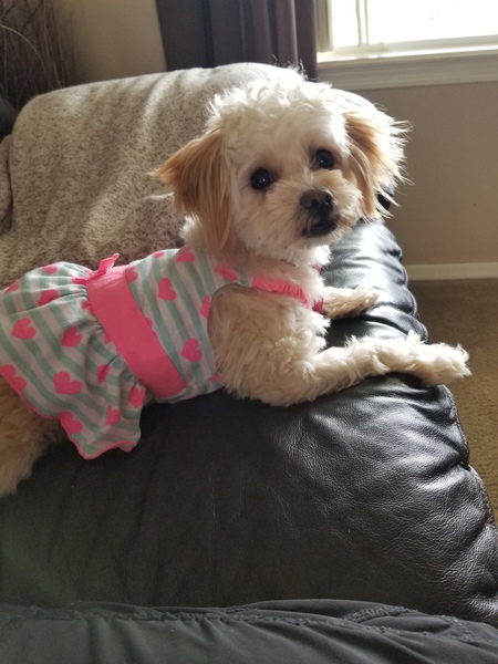 Entry image for Daisy. Clicking this image will show a larger photo