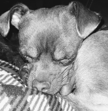 Entry image for Buddy. Clicking this image will show a larger photo