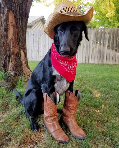 Entry image for Cowboy. Clicking this image will show a larger photo
