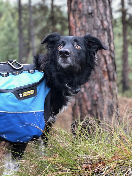 Entry image for Piper. Clicking this image will show a larger photo