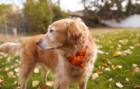 Entry image for Dolly. Clicking this image will show a larger photo