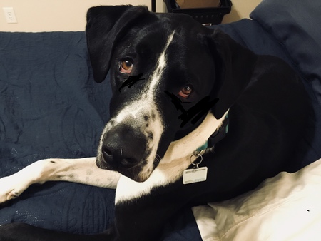 Entry image for Buddy. Clicking this image will show a larger photo