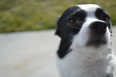Entry image for Rosco. Clicking this image will show a larger photo