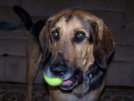 Entry image for Buddy. Clicking this image will show a larger photo