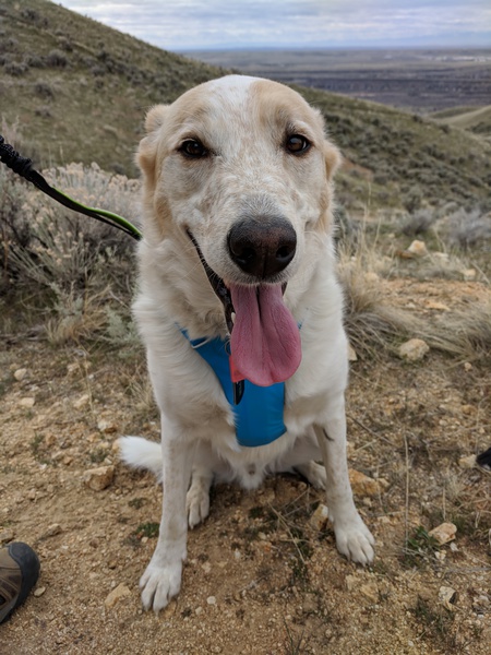 Entry image for Copper. Clicking this image will show a larger photo