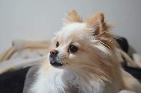 Entry image for Penelope. Clicking this image will show a larger photo