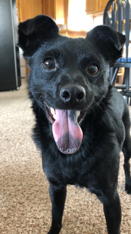 Entry image for Benny. Clicking this image will show a larger photo