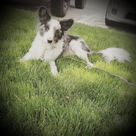 Entry image for Bandi. Clicking this image will show a larger photo
