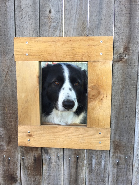 Entry image for Seamus. Clicking this image will show a larger photo