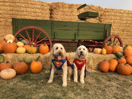 Entry image for Cooper & Stella . Clicking this image will show a larger photo
