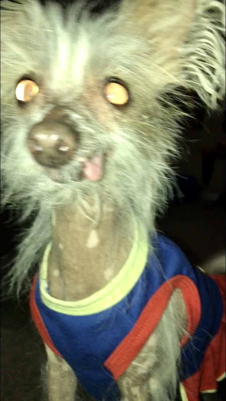 Entry image for Dolly . Clicking this image will show a larger photo