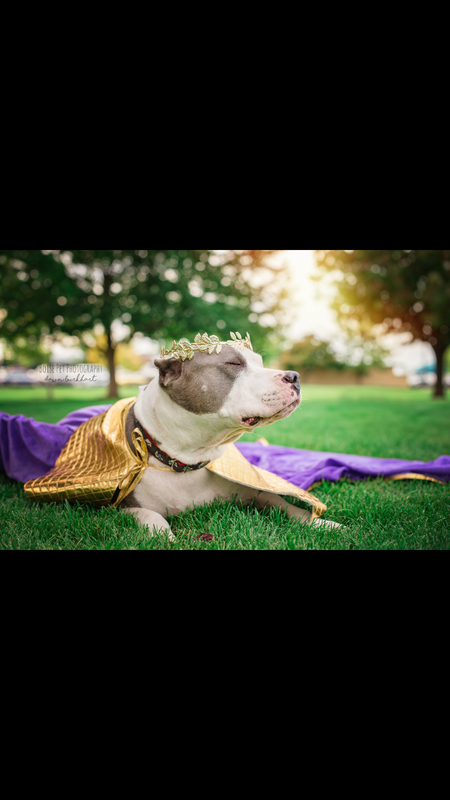 Entry image for Prince. Clicking this image will show a larger photo
