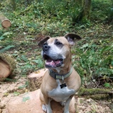 Entry image for Daisy