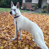 Entry image for Goose