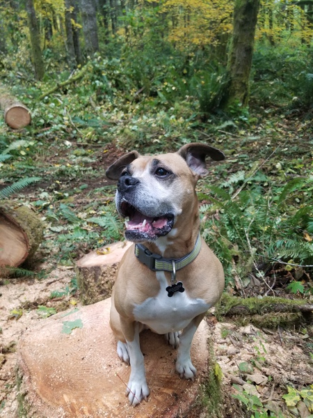 Entry image for Daisy. Clicking this image will show a larger photo