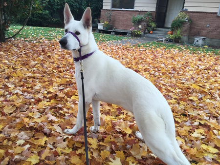 Entry image for Goose. Clicking this image will show a larger photo