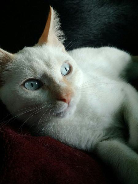 Oliver