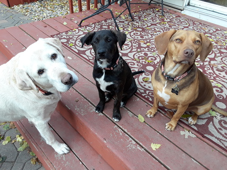 Miley, Ruby, and Bella
