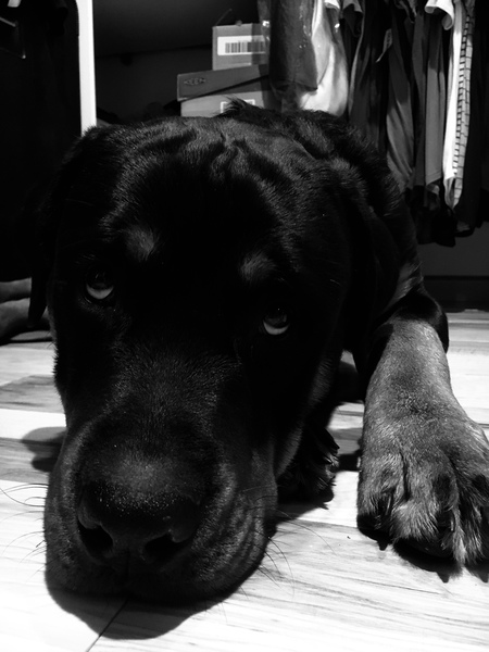 Diesel