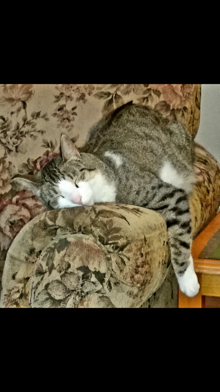 Piper