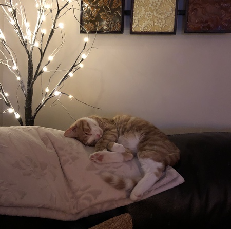 Leo